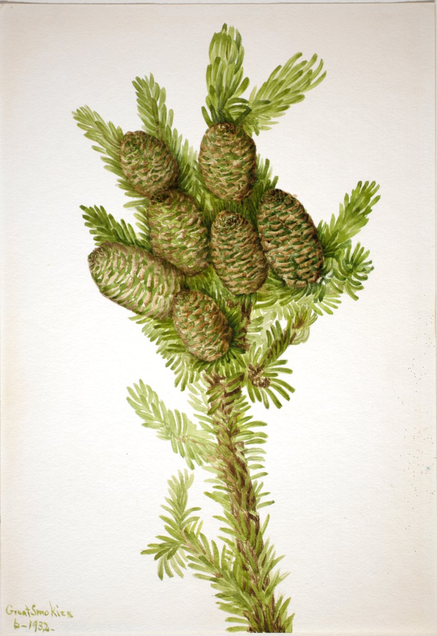 Balsam Gran Albies fraseri, 1932. av Mary Vaux Walcott