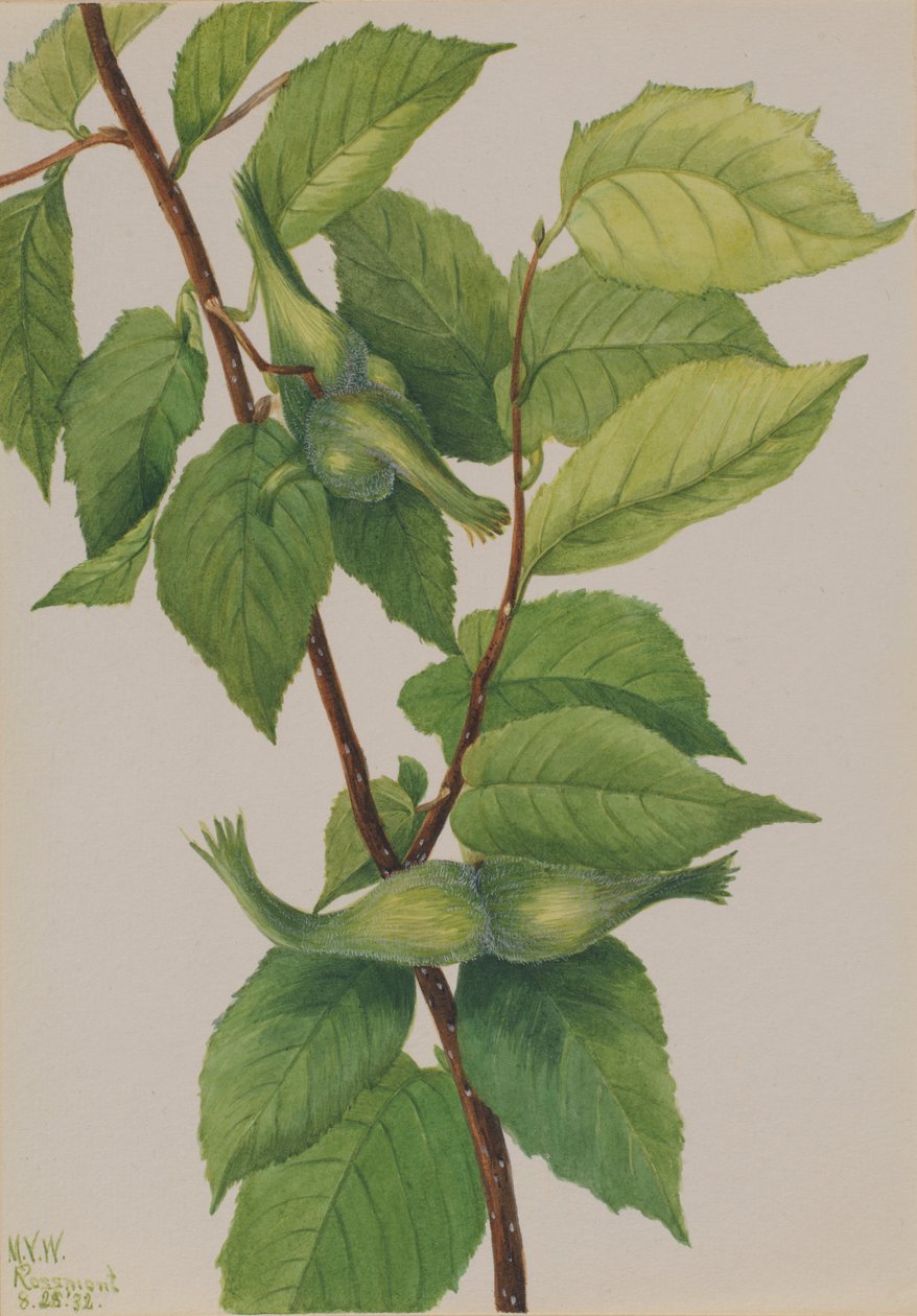  av Mary Vaux Walcott