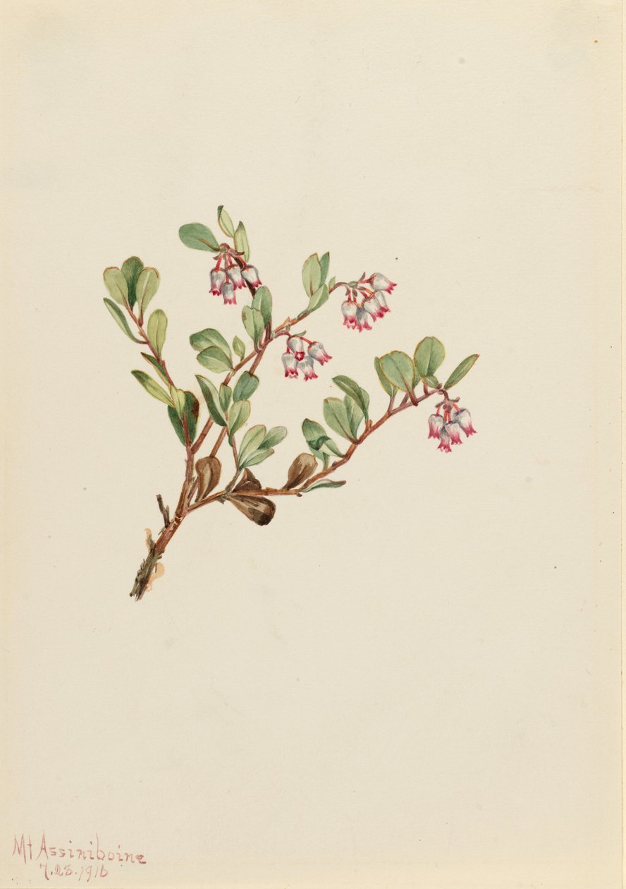  av Mary Vaux Walcott