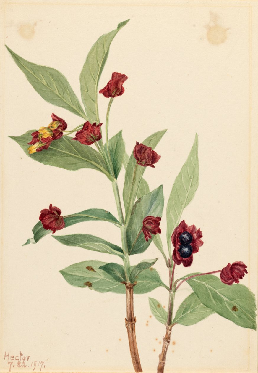  av Mary Vaux Walcott