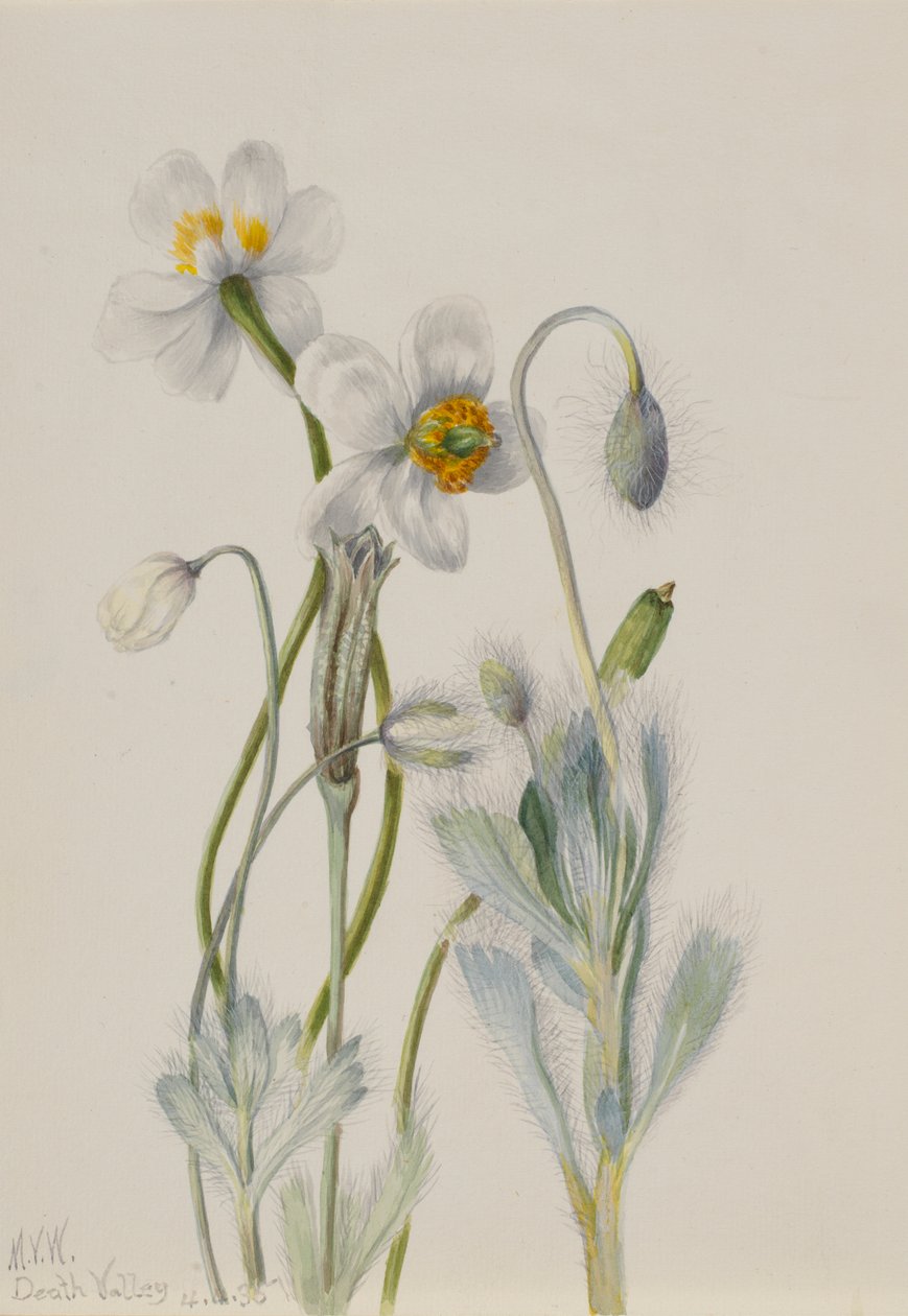  av Mary Vaux Walcott