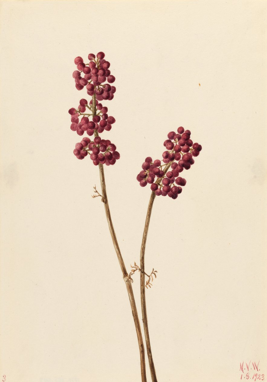  av Mary Vaux Walcott