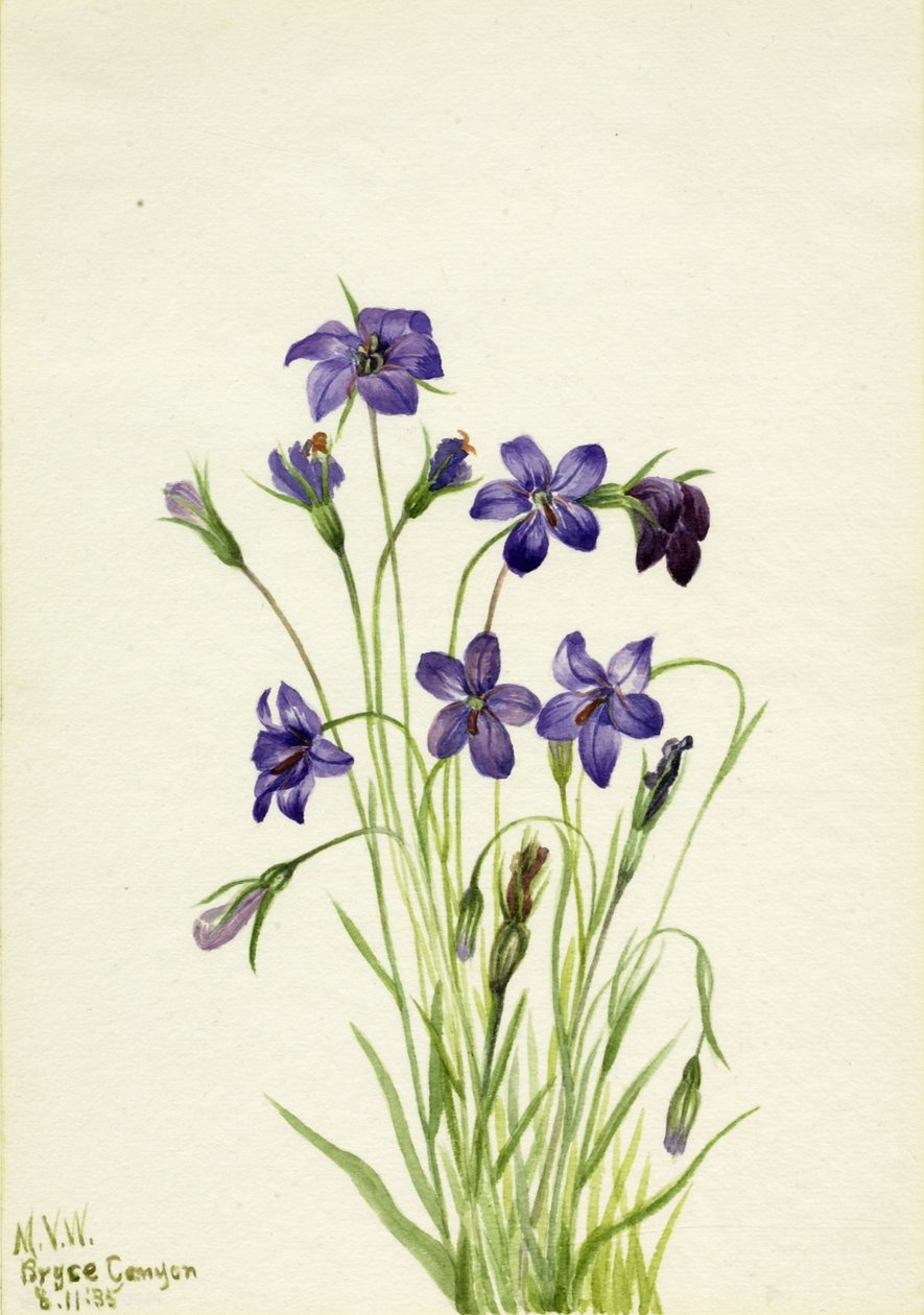  av Mary Vaux Walcott