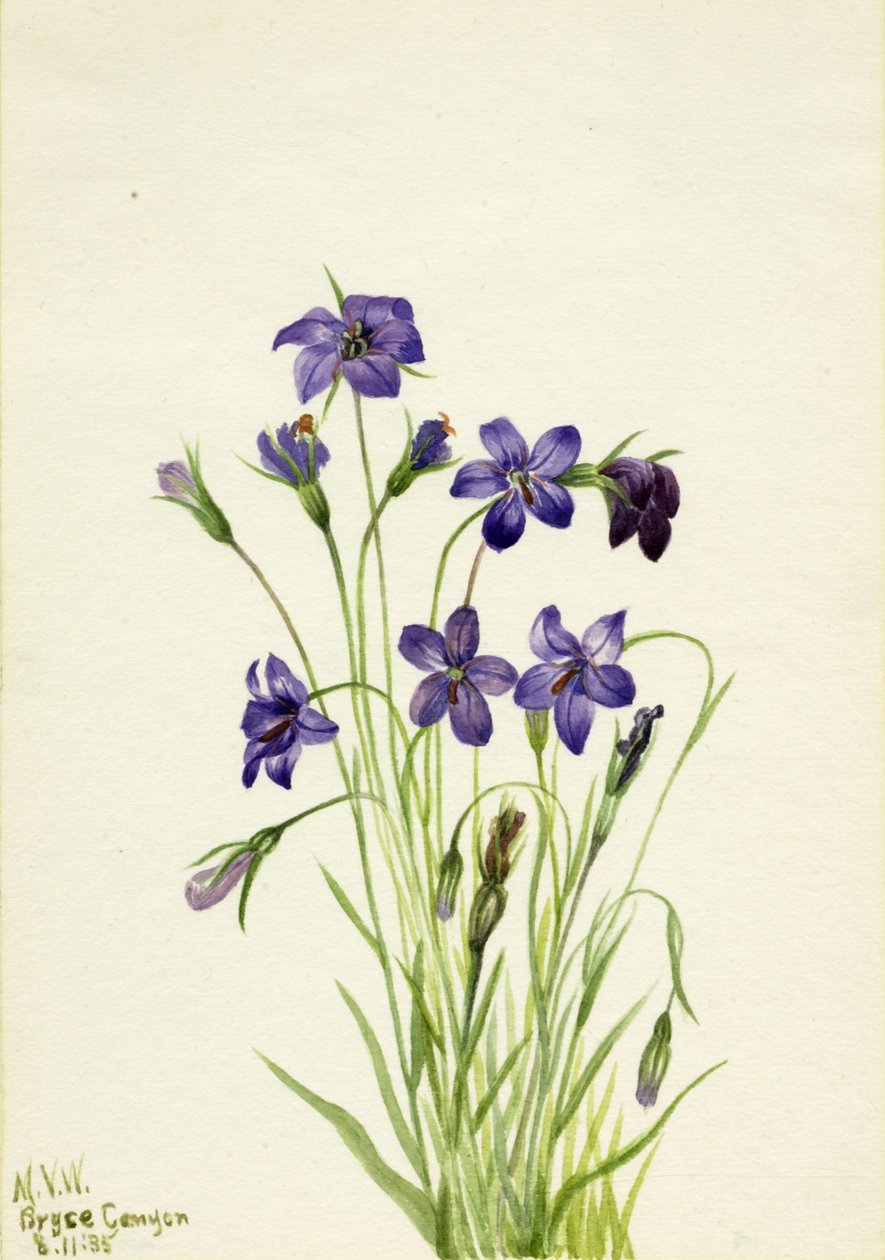 Bellflower Campanula, 1935. av Mary Vaux Walcott