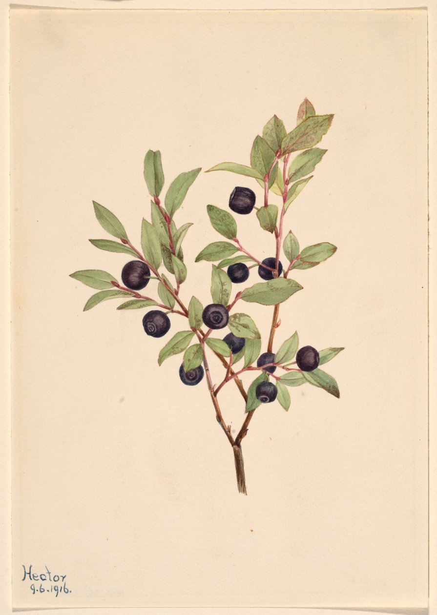  av Mary Vaux Walcott