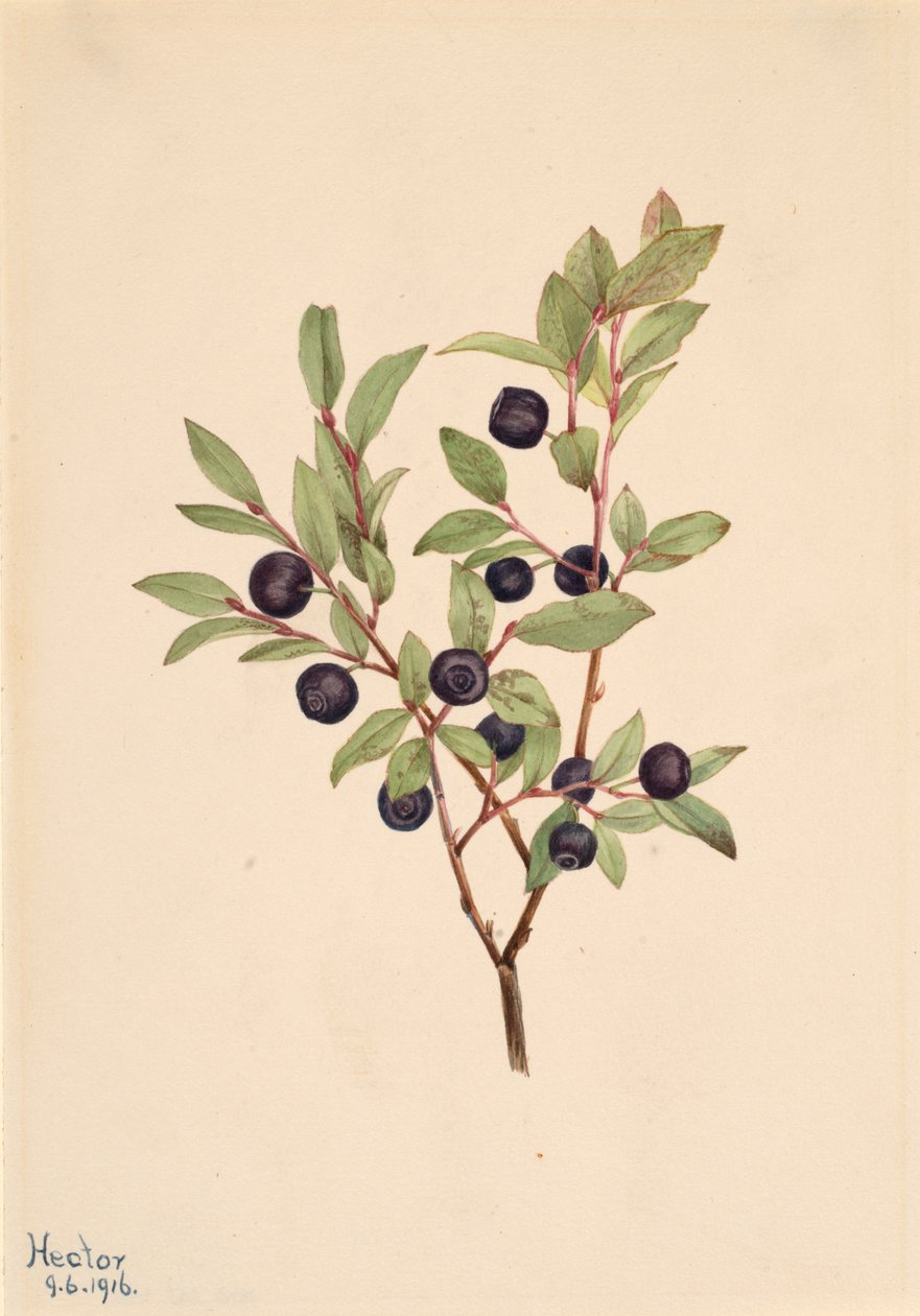 Big Whortleberry Vaccinium membranaceum, 1916. av Mary Vaux Walcott