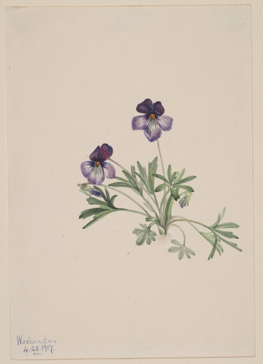  av Mary Vaux Walcott