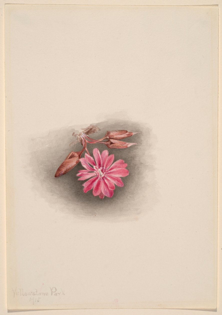  av Mary Vaux Walcott