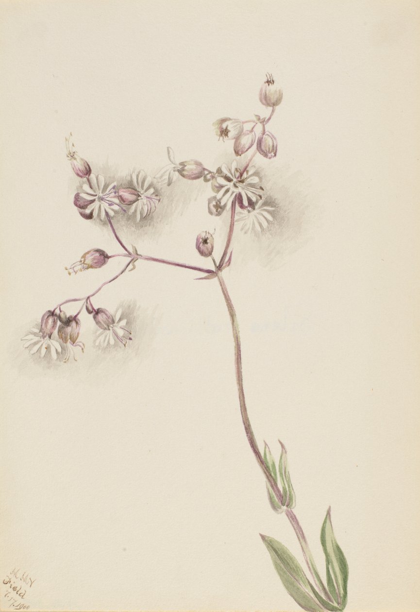  av Mary Vaux Walcott