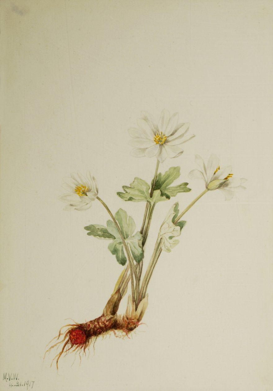Bloodroot Sanguinaria canadensis, 1917. av Mary Vaux Walcott