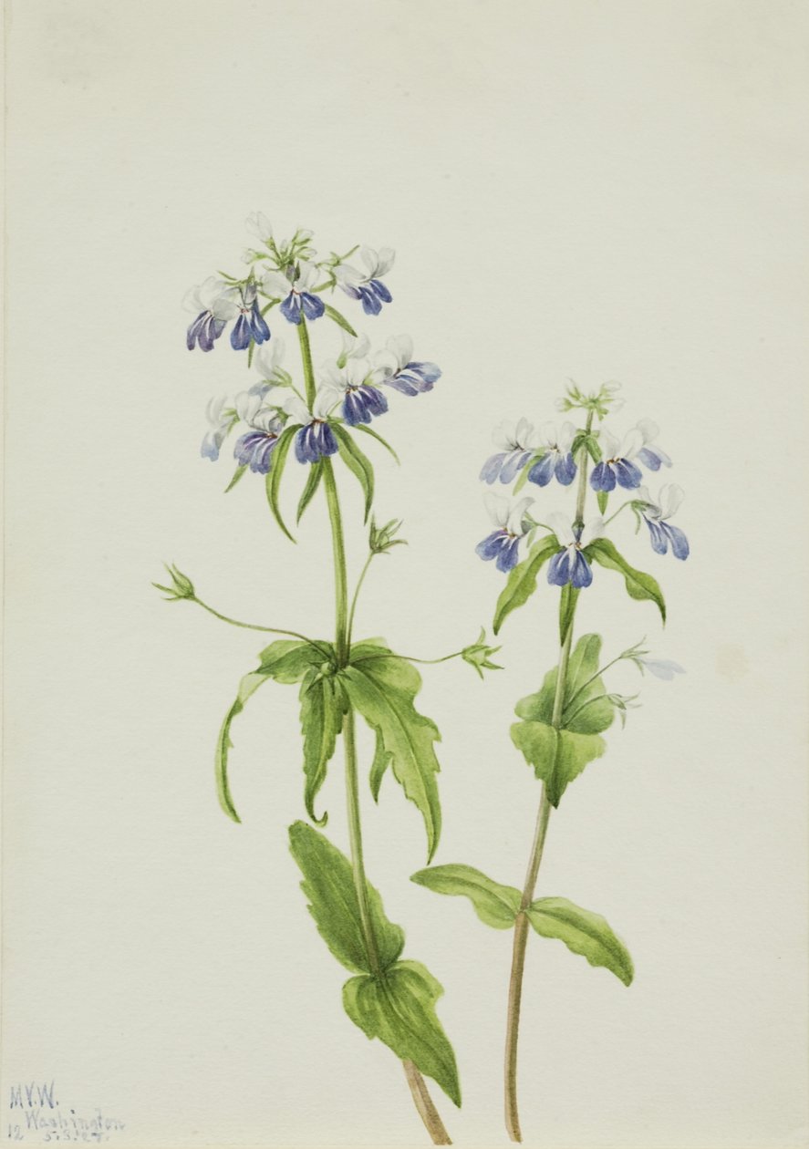  av Mary Vaux Walcott