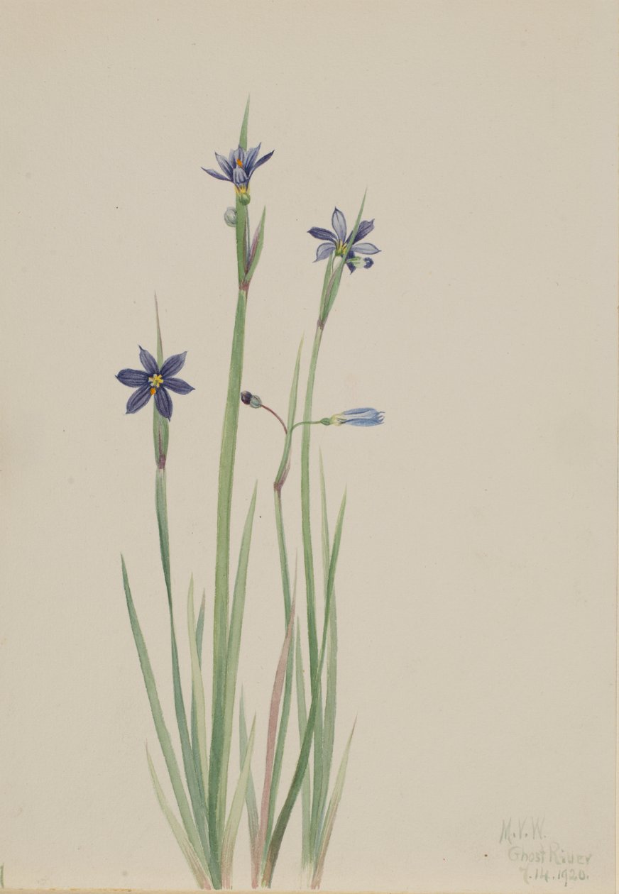  av Mary Vaux Walcott