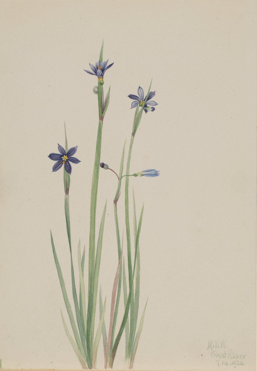 Blåøyde gress Sisyrinchium angustifolium, 1920. av Mary Vaux Walcott