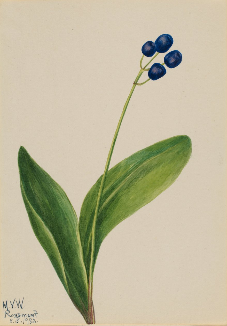  av Mary Vaux Walcott