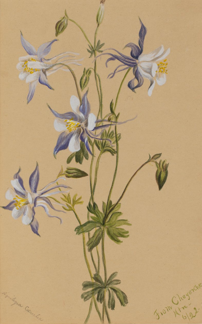  av Mary Vaux Walcott