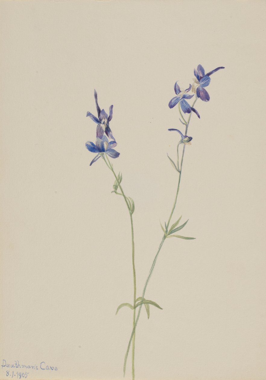  av Mary Vaux Walcott