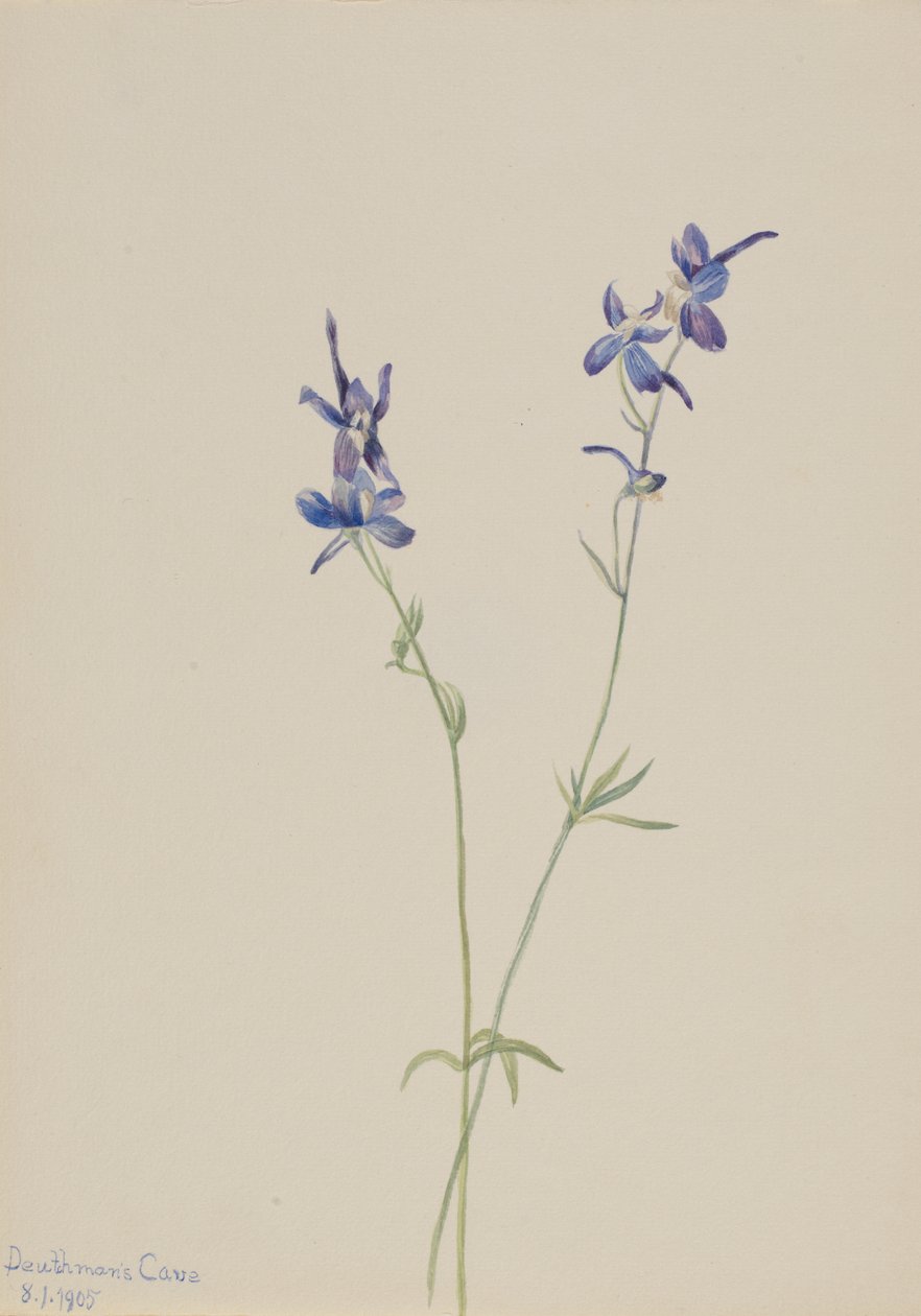 Blue Larkspur Delphinium nuttallianum, 1905. av Mary Vaux Walcott