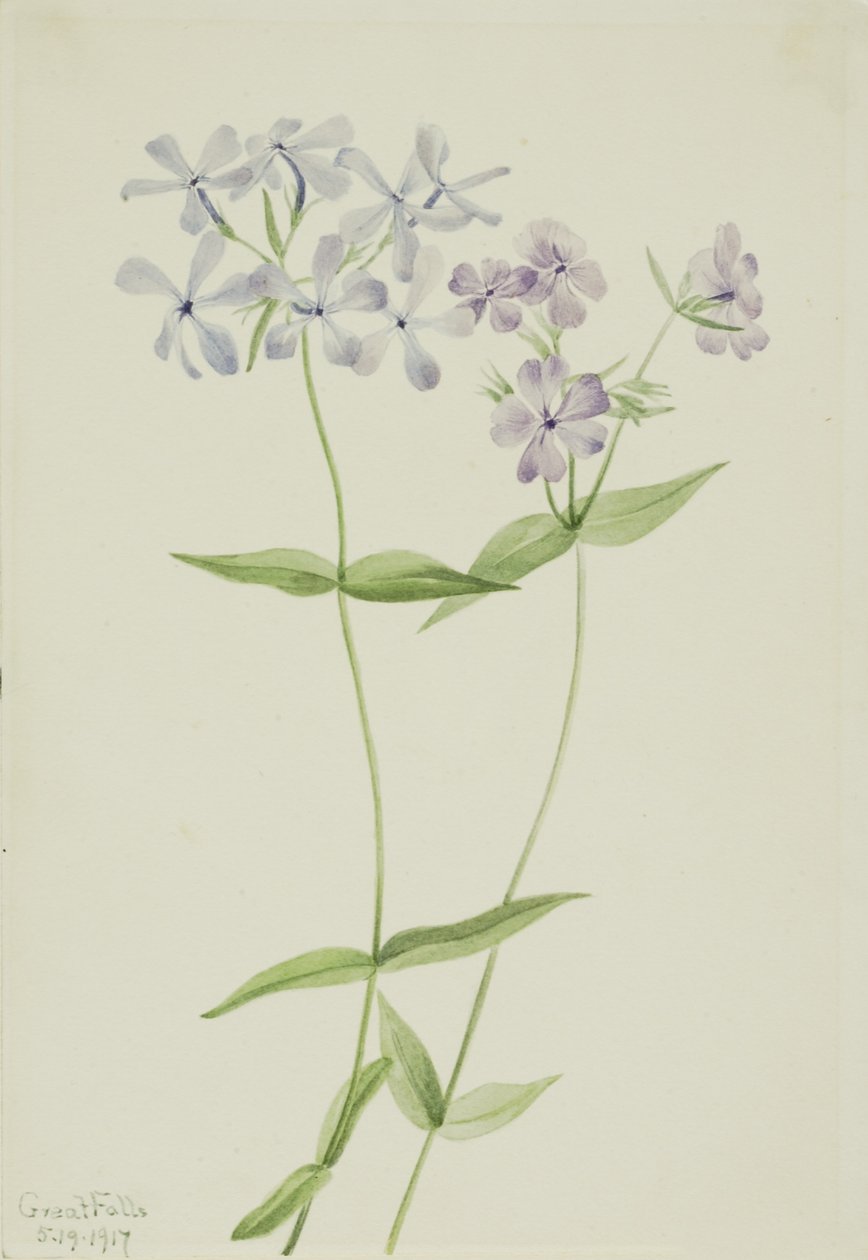  av Mary Vaux Walcott