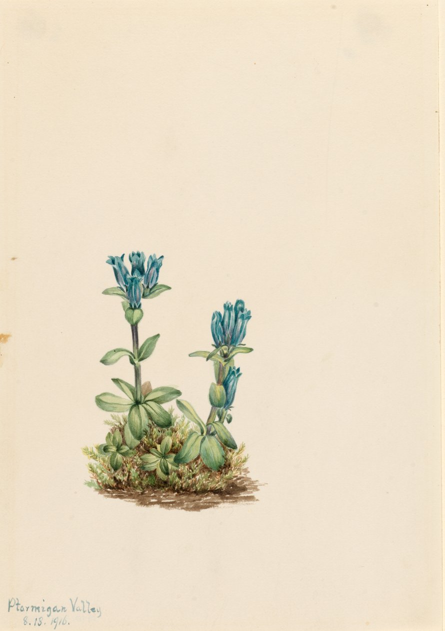  av Mary Vaux Walcott
