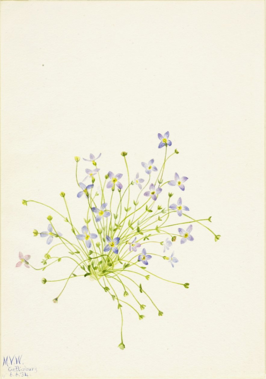  av Mary Vaux Walcott