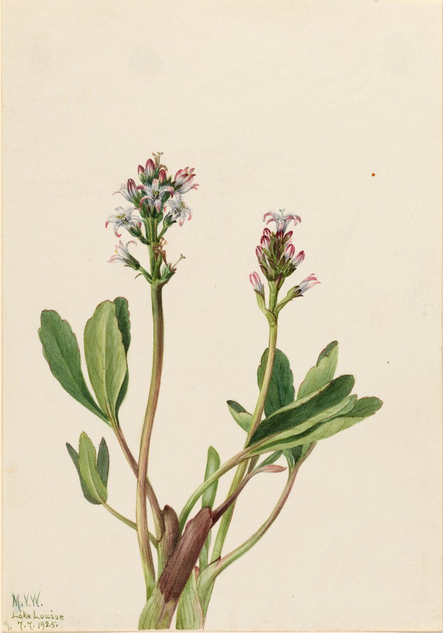  av Mary Vaux Walcott