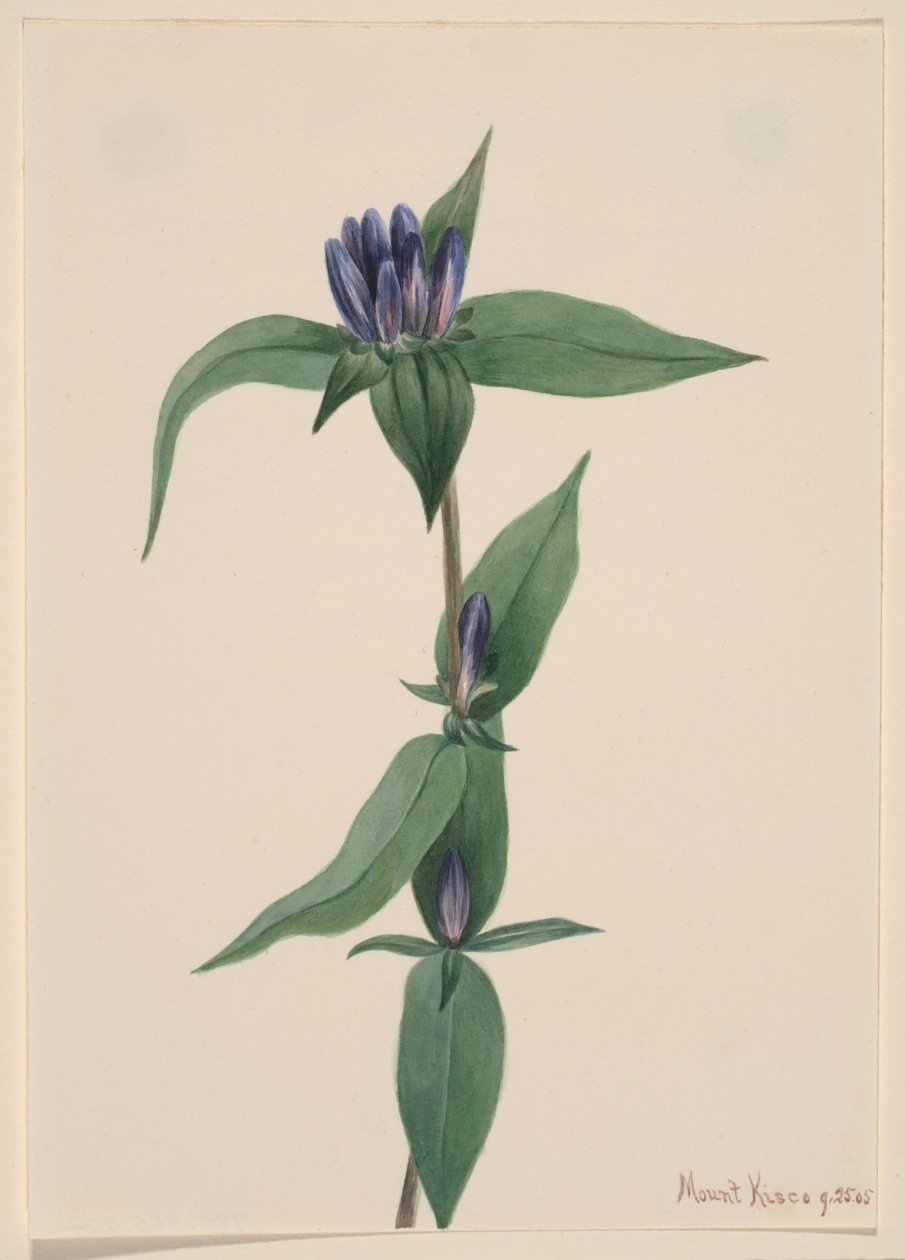 av Mary Vaux Walcott
