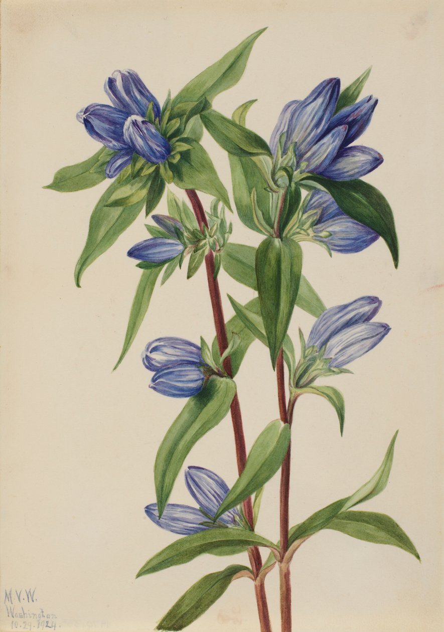  av Mary Vaux Walcott