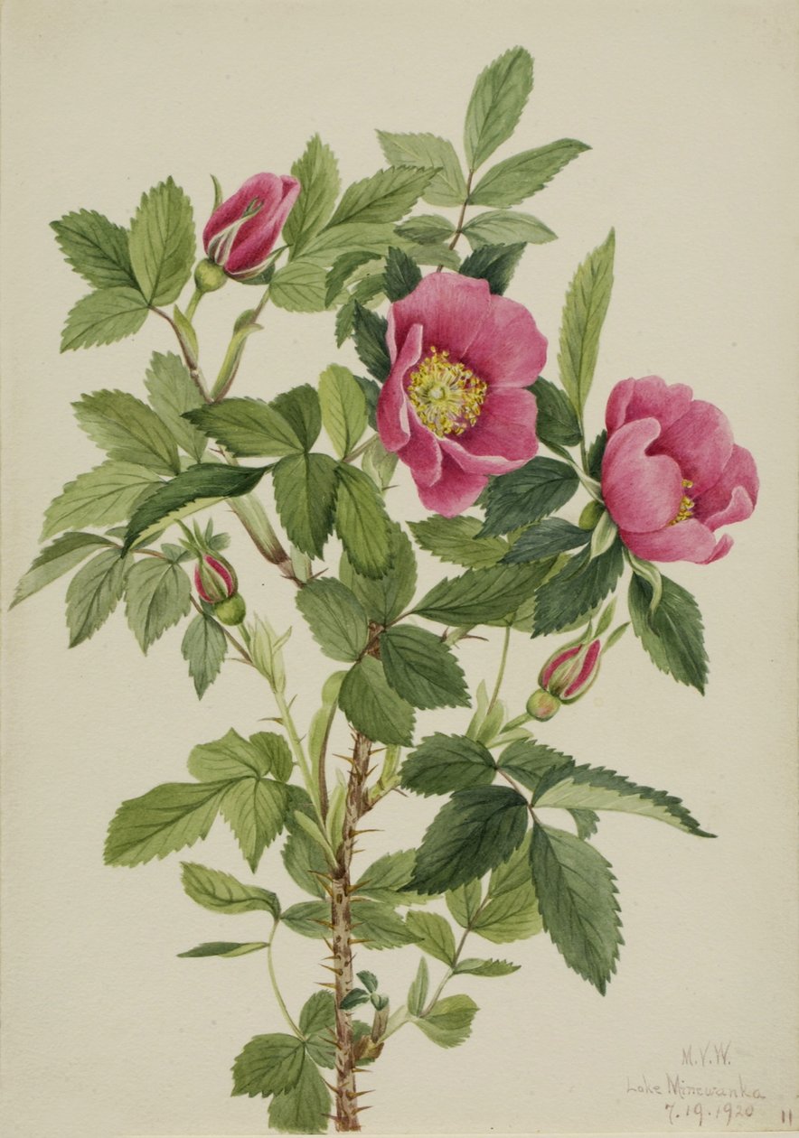  av Mary Vaux Walcott