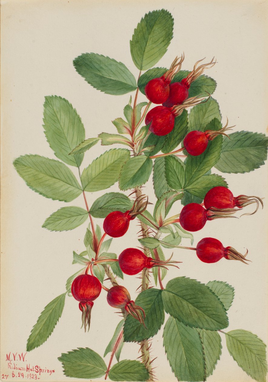  av Mary Vaux Walcott