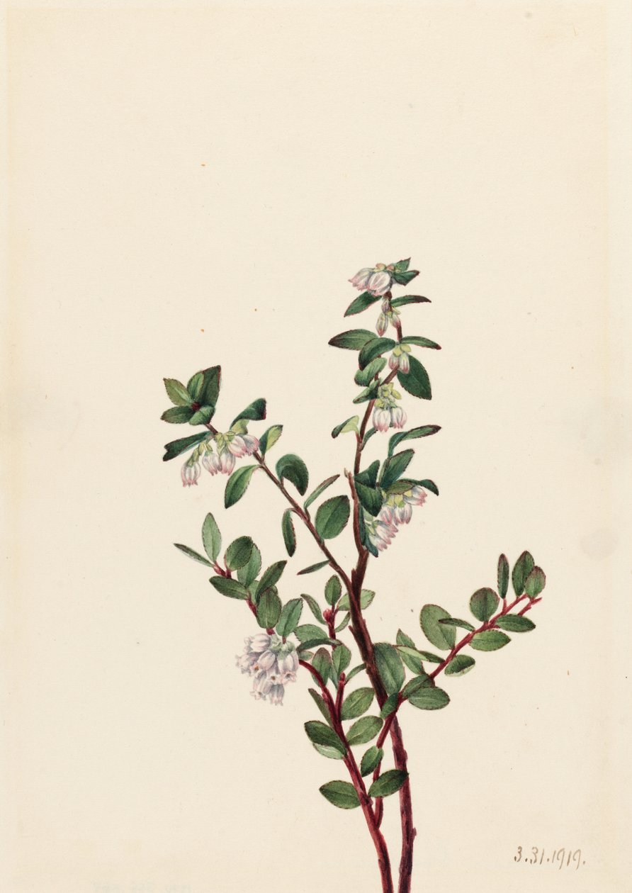  av Mary Vaux Walcott