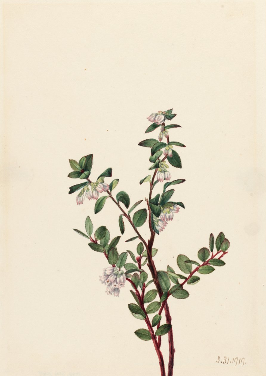 Eske Huckleberry Gaylussacia brachycera, 1919. av Mary Vaux Walcott