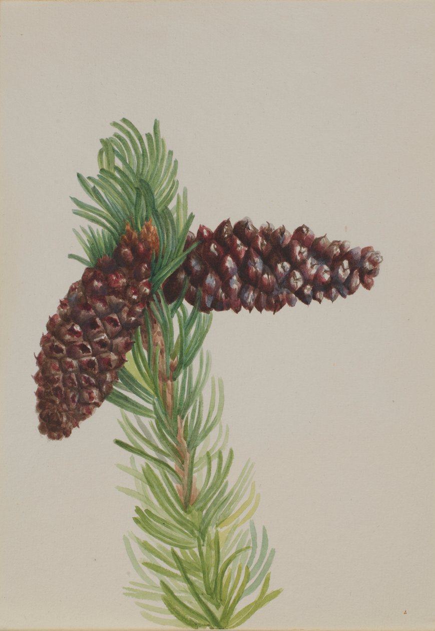  av Mary Vaux Walcott