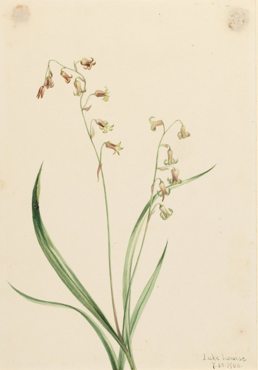  av Mary Vaux Walcott