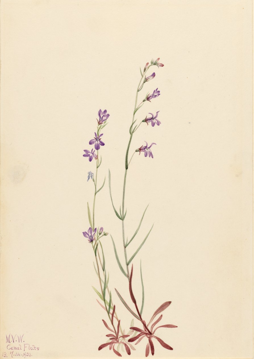  av Mary Vaux Walcott