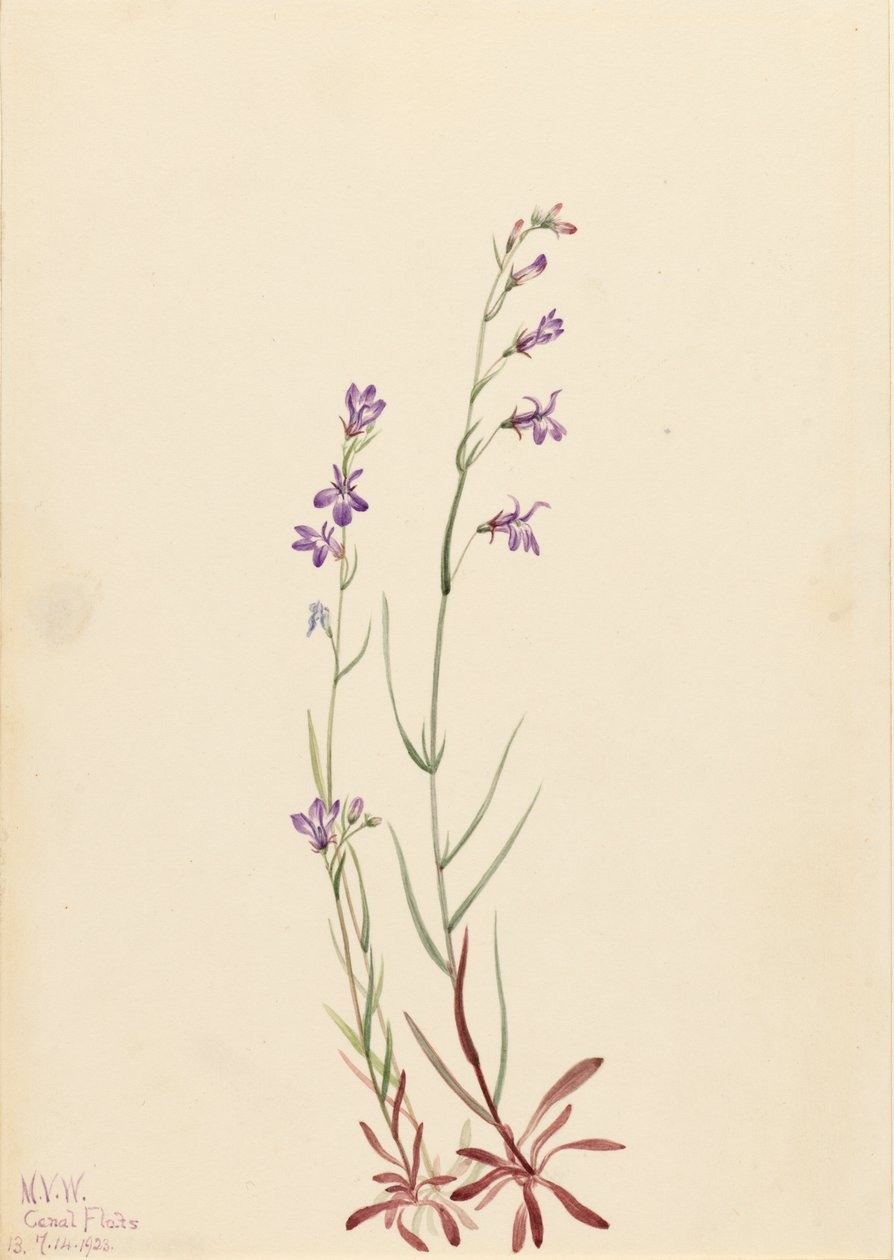 Brook Lobelia Lobelia kalmii, 1923. av Mary Vaux Walcott