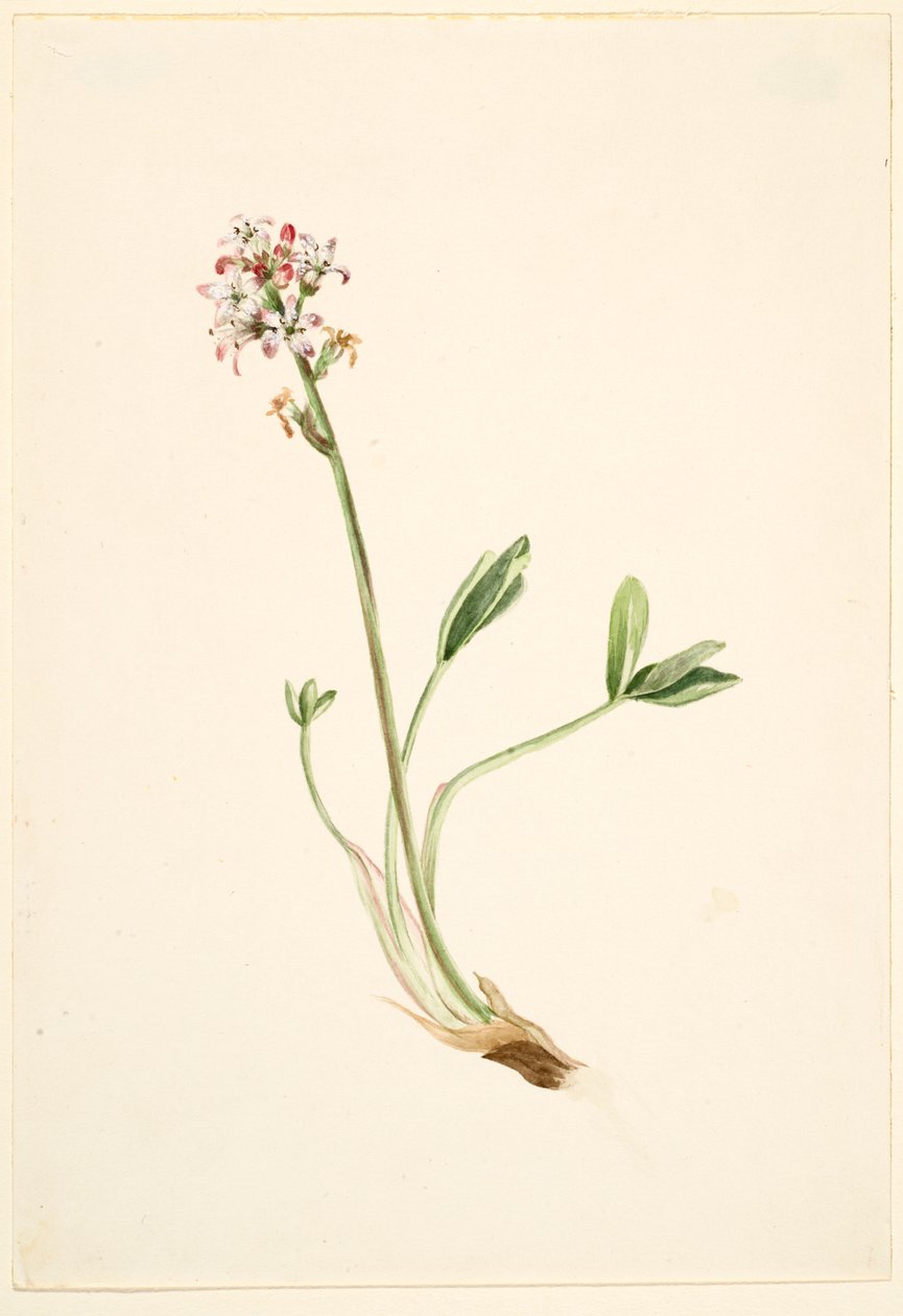  av Mary Vaux Walcott