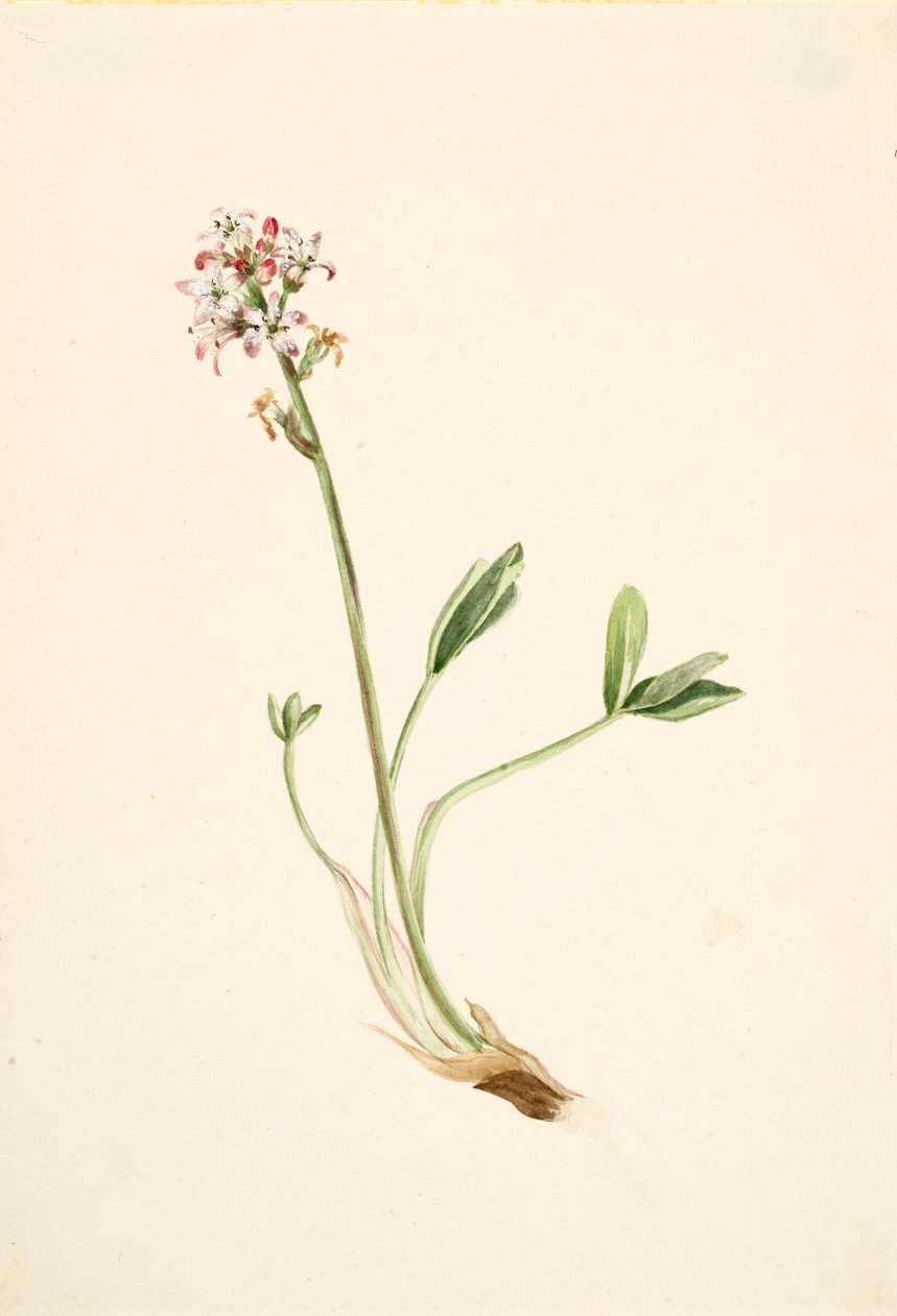 Buckbean Menyanthes trifoliata, ca. 1900-1920. av Mary Vaux Walcott