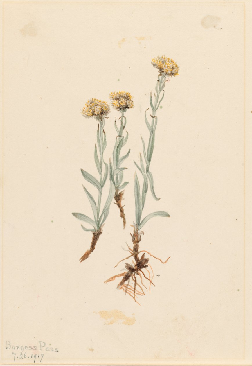  av Mary Vaux Walcott