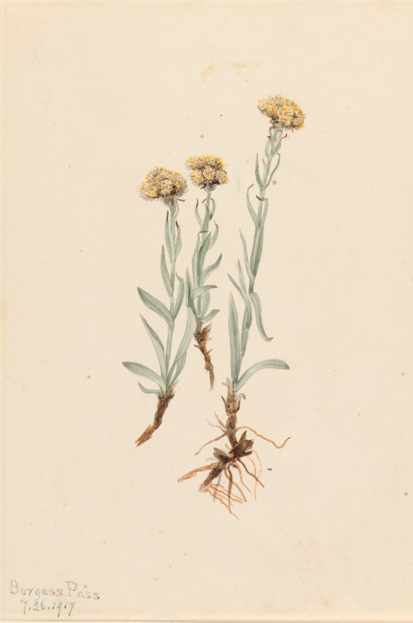 Buff Pussytoes Antennaria luzuloides, 1917. av Mary Vaux Walcott