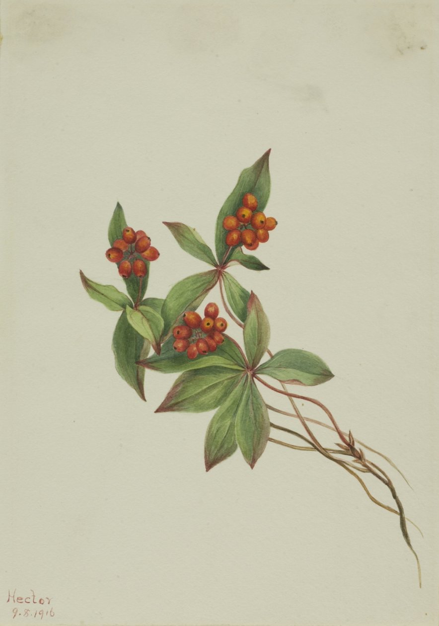  av Mary Vaux Walcott