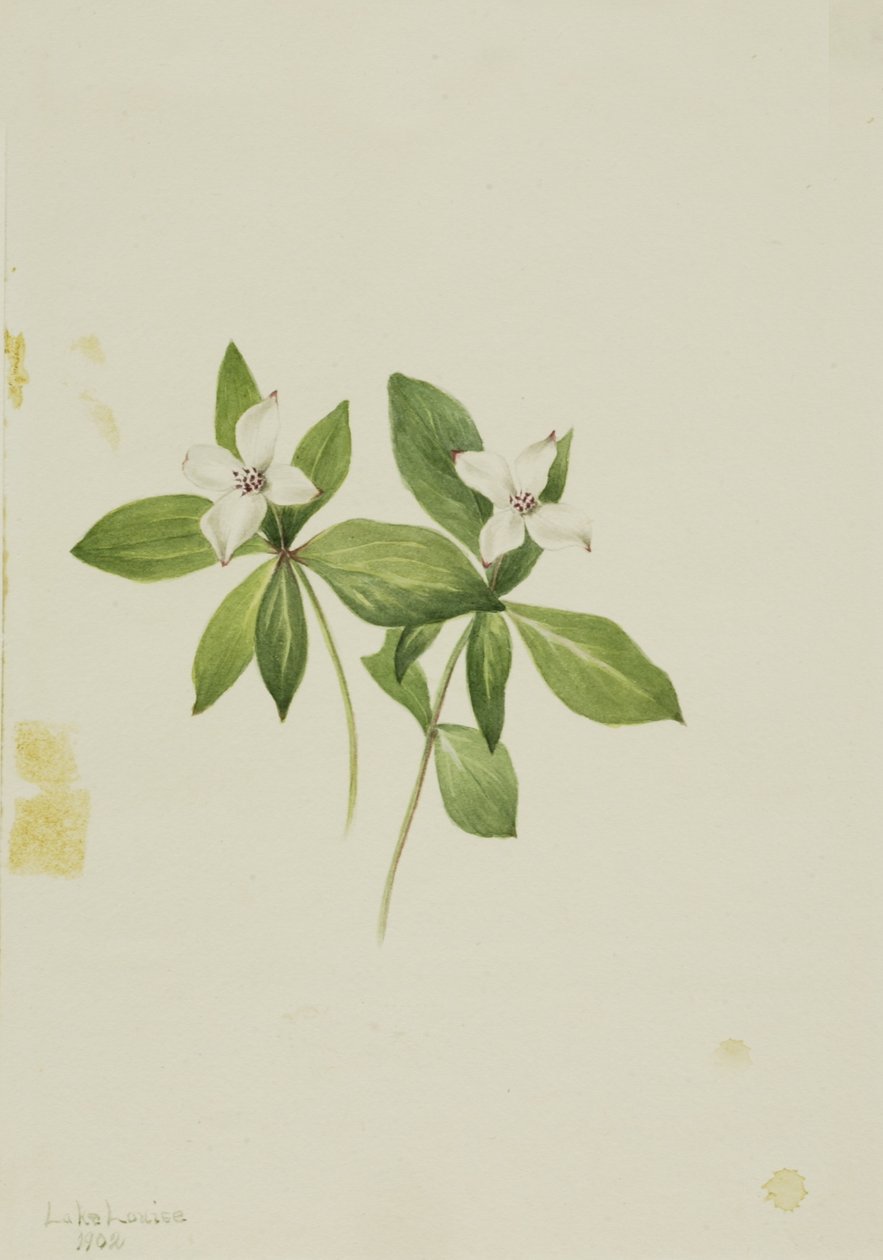  av Mary Vaux Walcott