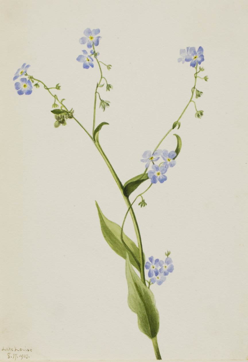 Bur-forglem-meg-ei Lappula diffusa, 1903. av Mary Vaux Walcott