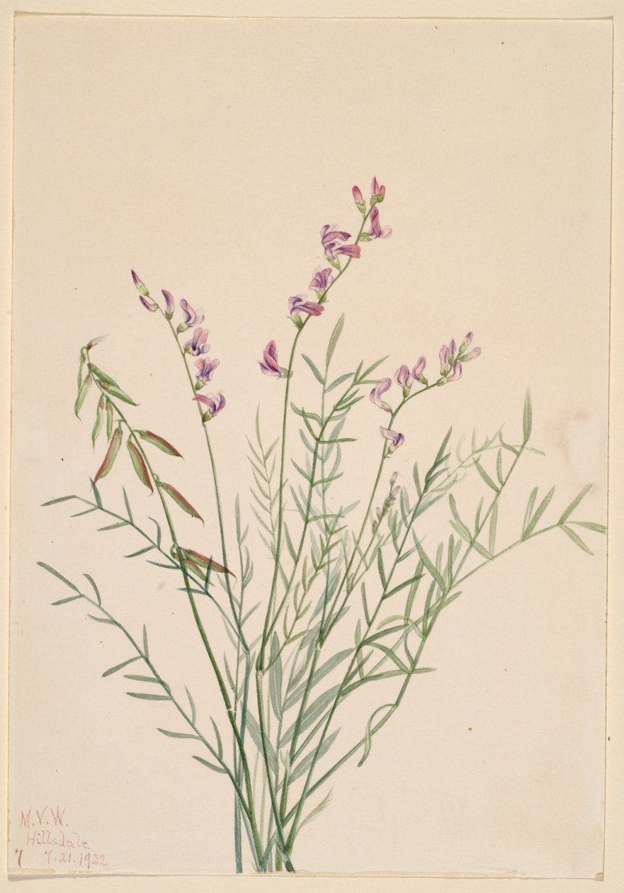  av Mary Vaux Walcott