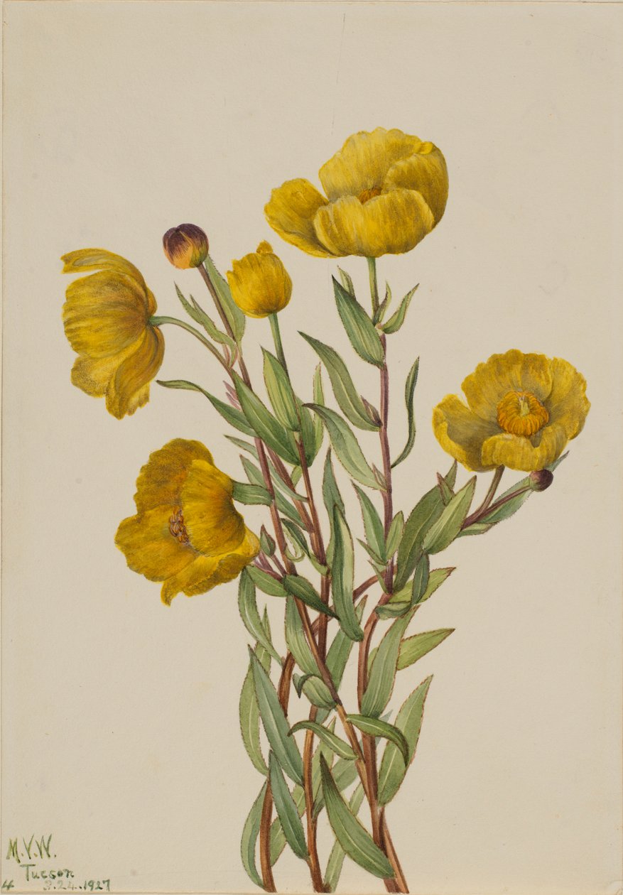  av Mary Vaux Walcott