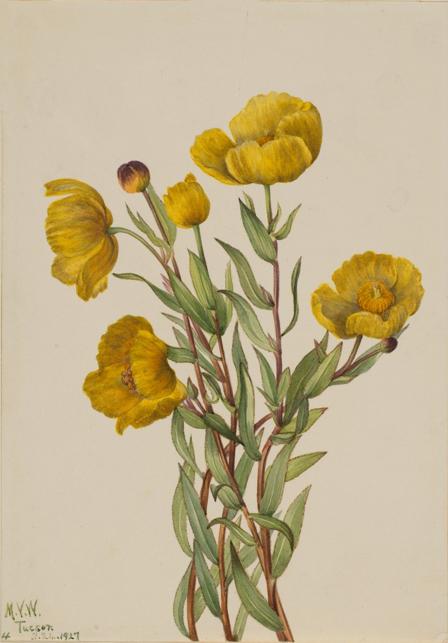 Bushpoppy Dendromecon rigidum, 1927. av Mary Vaux Walcott