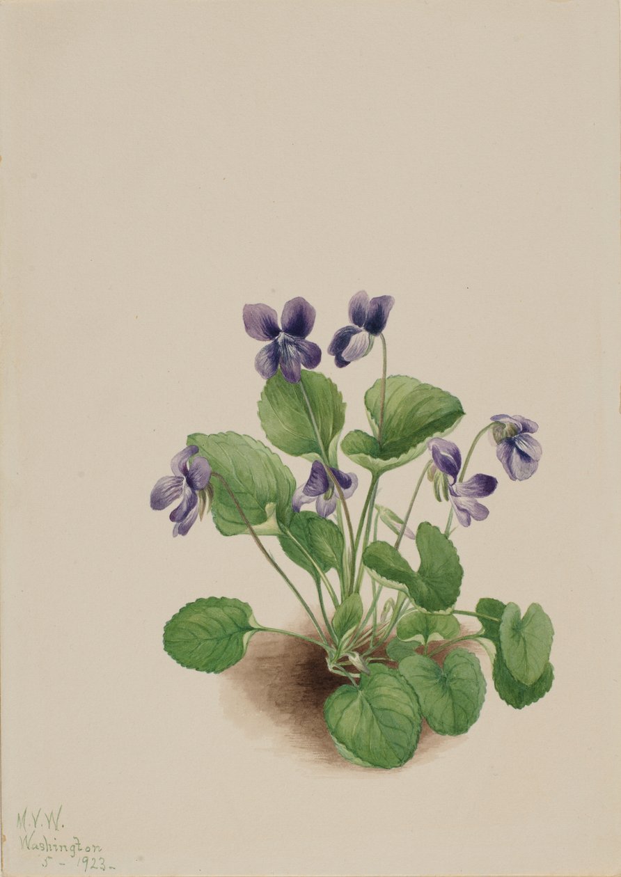  av Mary Vaux Walcott