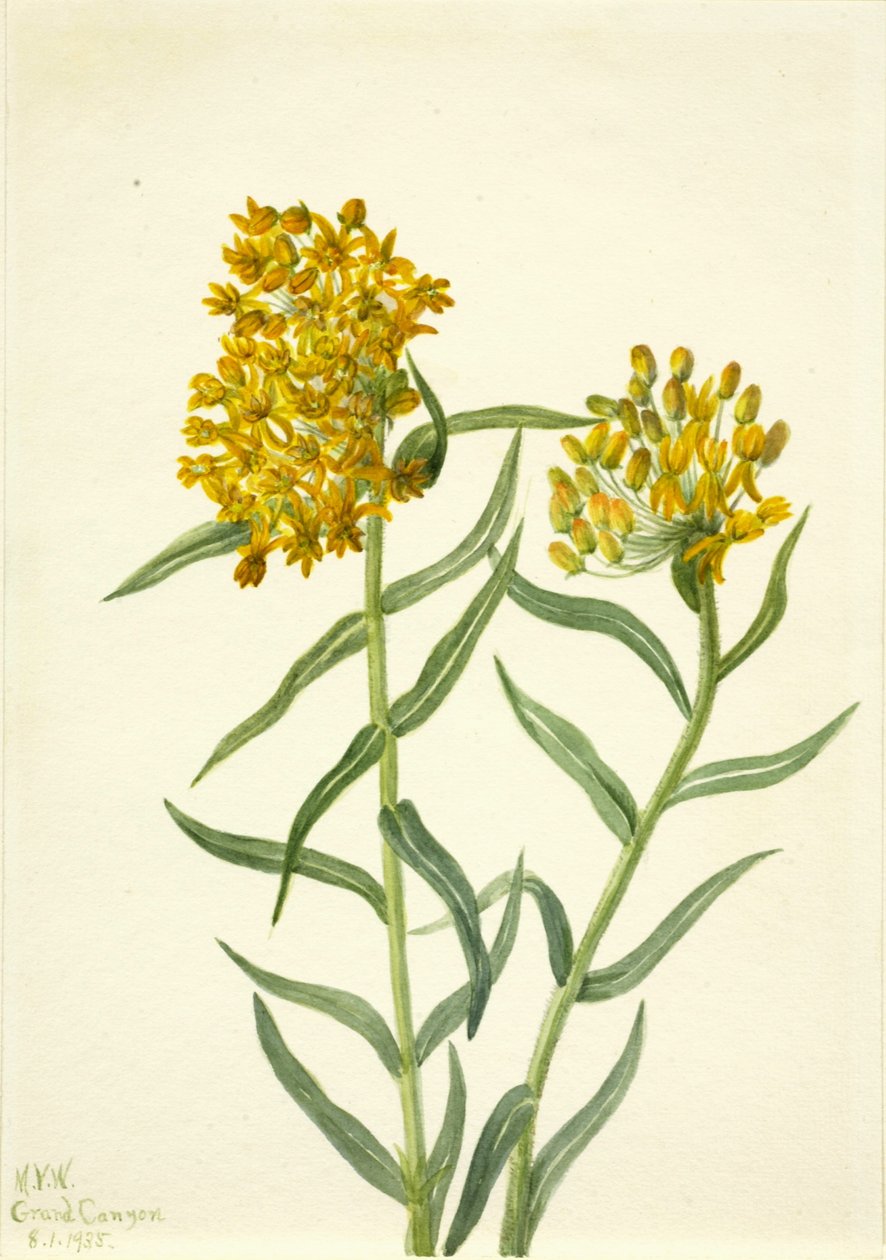  av Mary Vaux Walcott