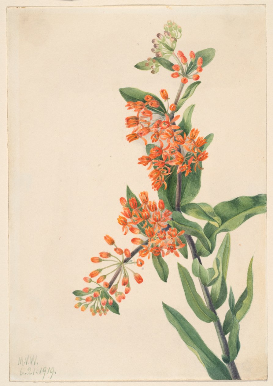  av Mary Vaux Walcott