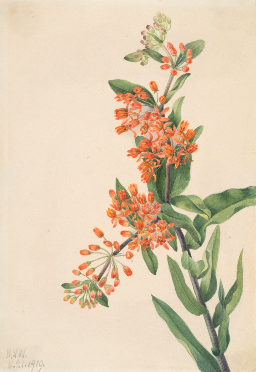 Sommerfuglugress Asclepias tuberosa, 1919. av Mary Vaux Walcott
