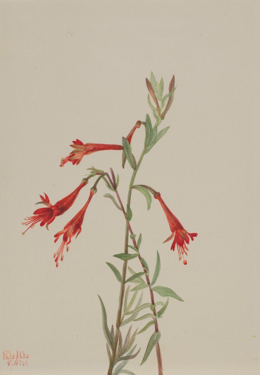  av Mary Vaux Walcott
